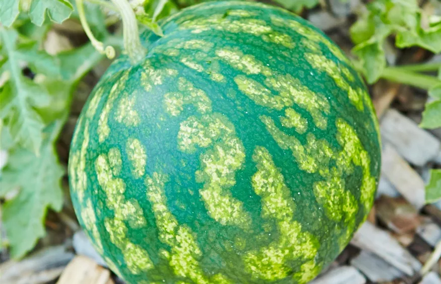 obst-melonen-mini-wassermelone-minilove-pflanzen-volmary-02.jpg