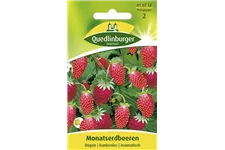 Monats-Erdbeere-Samen 'Rügen' Packungsinhalt reicht für ca. 100 Pflanzen