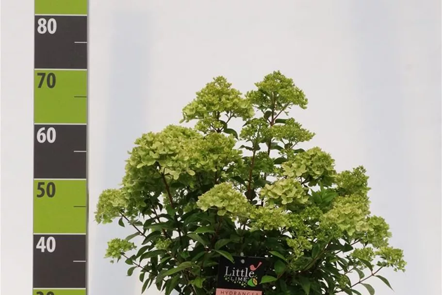 Hydrangea paniculata 'Little Lime'® PW 12 Liter Topf Höhe 60-80