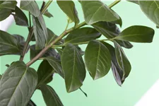Prunus laurocerasus 'Novita' 7 Liter Topf, 60- 80 cm