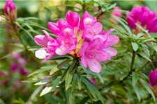 Rhododendron ponticum 'Graziella' für Hecken Topf 2,5 Liter (20 Stück für 5m Hecke) 