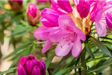 Rhododendron ponticum 'Graziella' für Hecken Topf 2,5 Liter (20 Stück für 5m Hecke) 