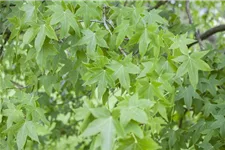 Amerikanischer Amberbaum Topf 7 Liter 80- 100