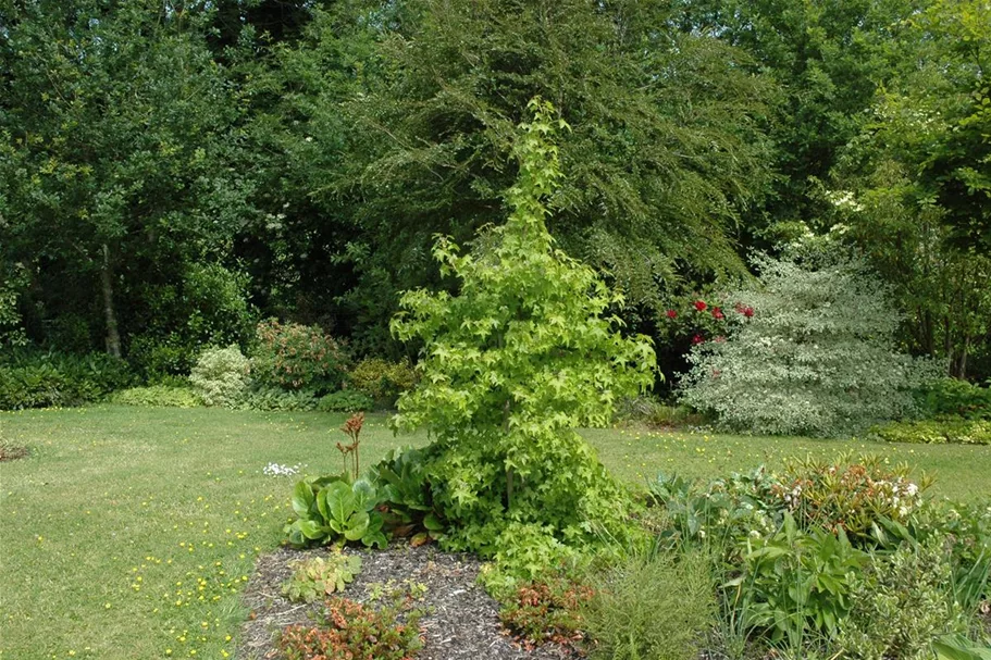 Amerikanischer Amberbaum Topf 7 Liter 80- 100