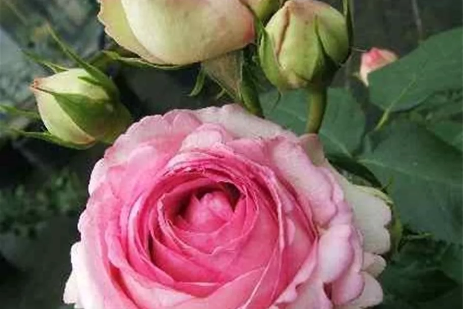 Strauchrose 'Eden Rose 85'® 5 Liter Topf