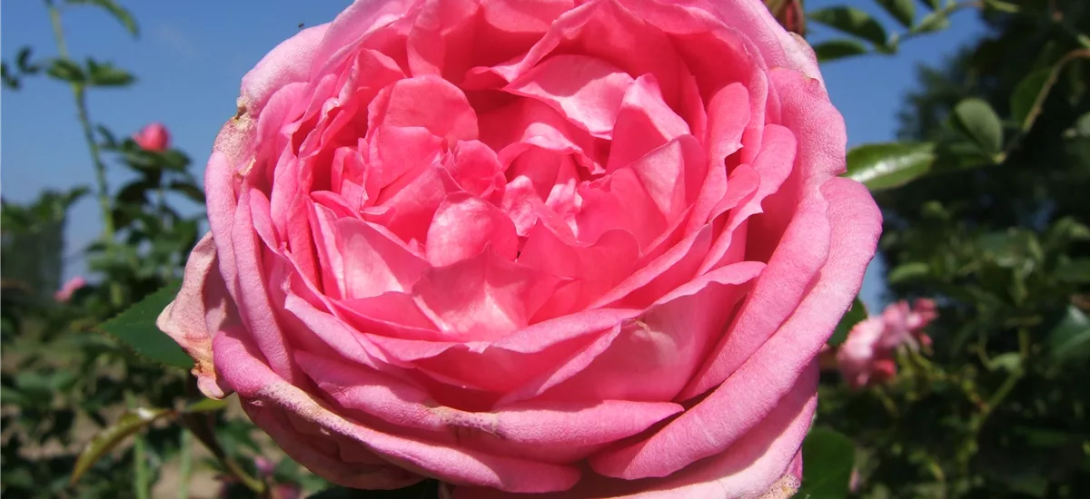 Duftrose 'La Rose de Molinard'®ADR 6 Liter Topf