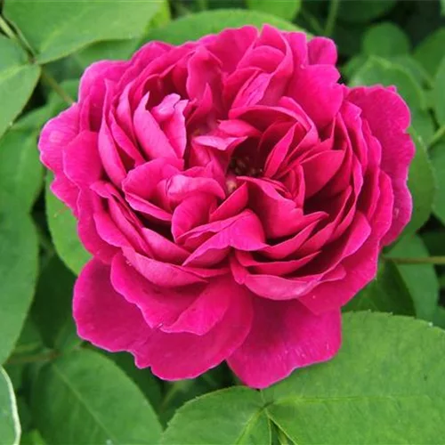 Strauchrose 'Rose de Resht'