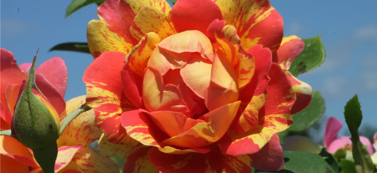 Strauchrose 'Rose des Cisterciens'® 6 Liter Topf