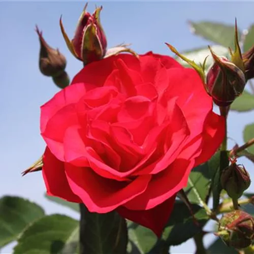 Beetrose 'Black Forest Rose'® ADR