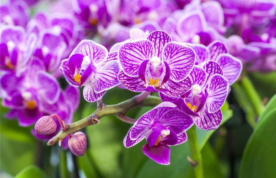 Die Königin der Zimmerpflanzen – Orchideen