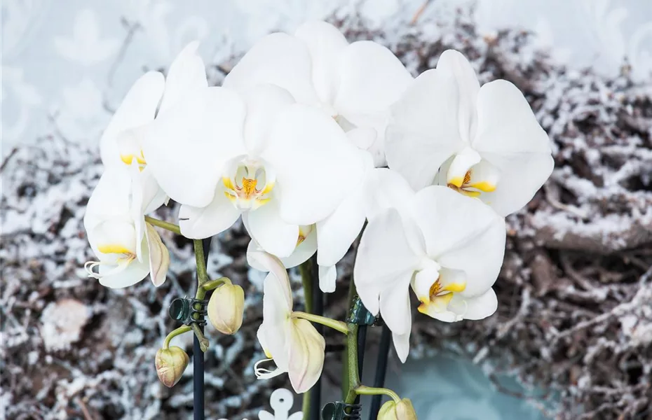 30-40 cm hoch mit Blüten und leicht duftend. 2 große Zimmerpflanzen aus Holland keine künstliche Orchidee, ohne Dünger und Topf, kein Samen und nicht winterhart Echte Colmonara Speedy Orchideen 