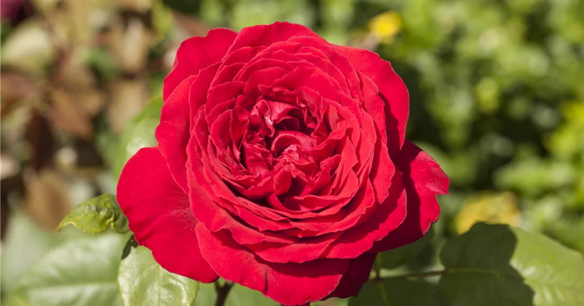 Wann Rosen pflanzen und schneiden? Olerum