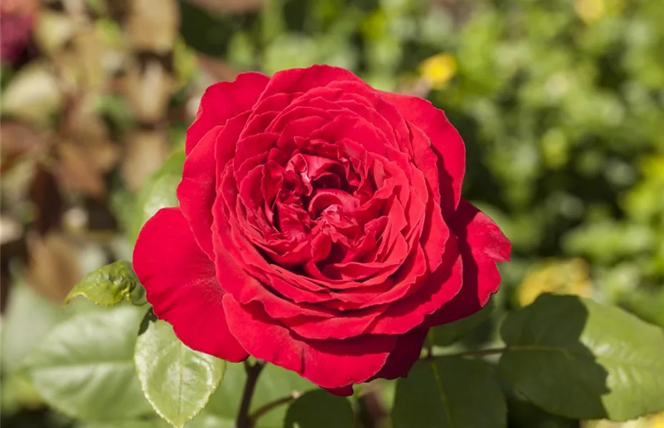 Wann Rosen pflanzen und schneiden? Olerum
