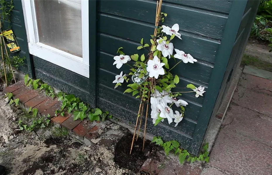 Clematis 'Miss Bateman' - Einpflanzen im Garten