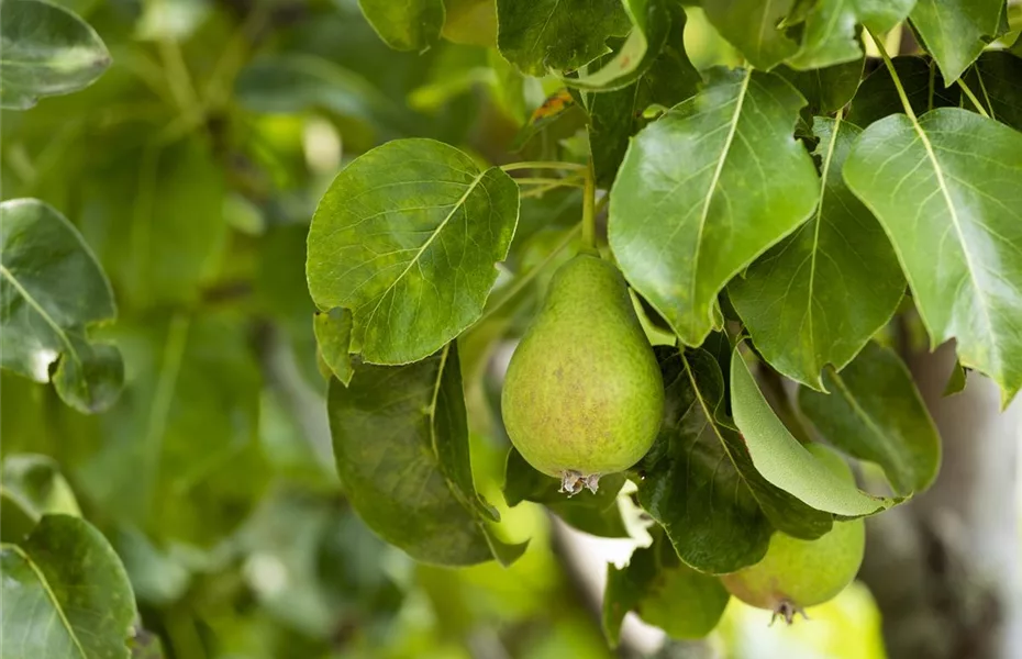 Obstbäume brauchen Sommerschnitt für die optimale Ernte Olerum