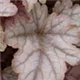 heucherella-copper-cascade100.jpg
