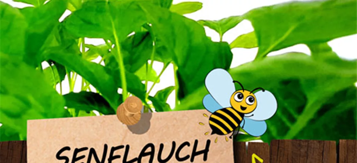 Bio Senflauch 'Ackerhellerkraut' Kräutertopf 12 cm Senflauch 'Ackerhellerkraut'
