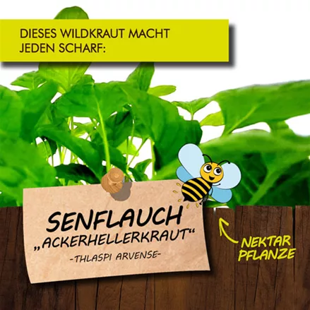 Bio Senflauch 'Ackerhellerkraut'