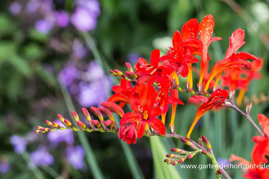 Montbretie 'Lucifer' Samen – Knallrote, Frostharte Gartenpflanze