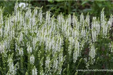 Blüten-Salbei 'Sensation White' 1 Liter Topf