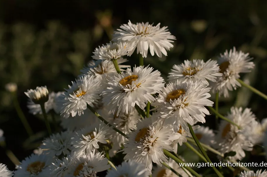 Gefüllte SommerMargerite 'Snehurka' online kaufen bei Olerum