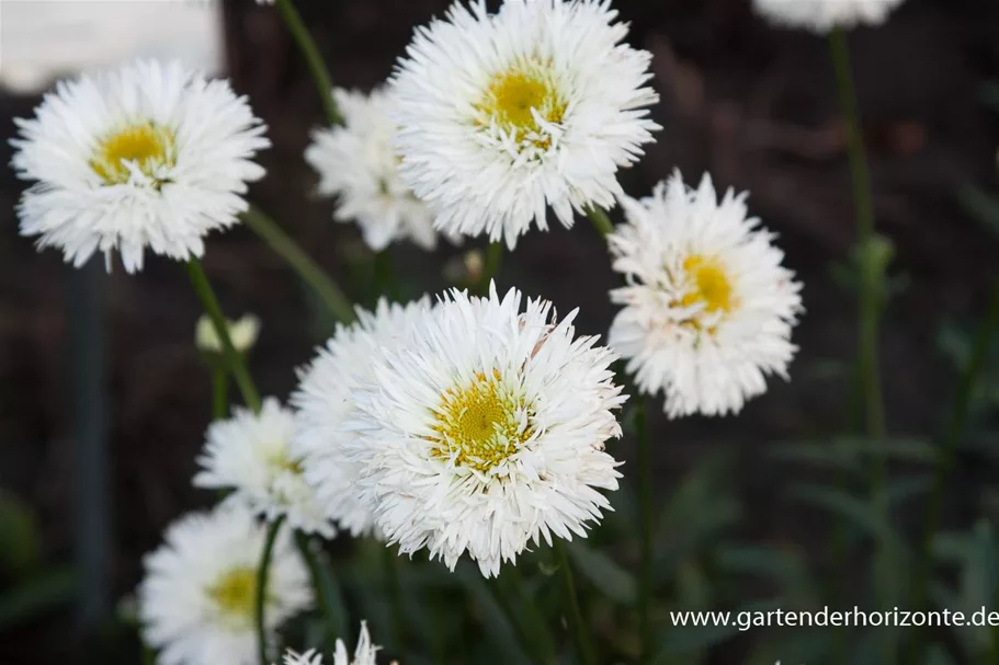 Gefüllte SommerMargerite 'Snehurka' online kaufen bei Olerum