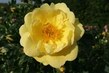 Bodendeckerrose 'Sunny Rose'® ADR 4,5 Liter Topf