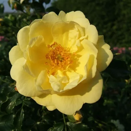 Bodendeckerrose 'Sunny Rose'® ADR