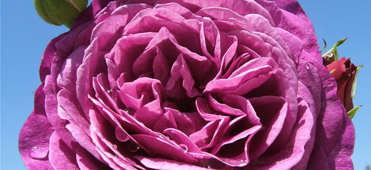 Beetrose 'Heidi Klum-Rose'® 4 Liter Topf