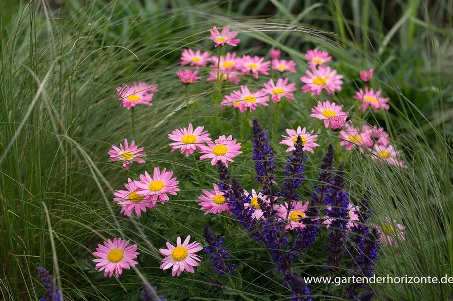 Bunte Margerite 'Laurin' 0,5 Liter Topf