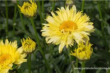 Großblumige Sommer-Margerite 'Goldfinch' 1,3 Liter Topf