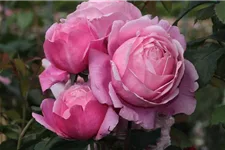 Essbare Rose 'Dieter Müller'® 6 Liter Topf