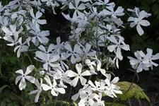 Kanadische Wald-Flammenblume 'White Perfume' 9 x 9 cm Topf 0,5 Liter