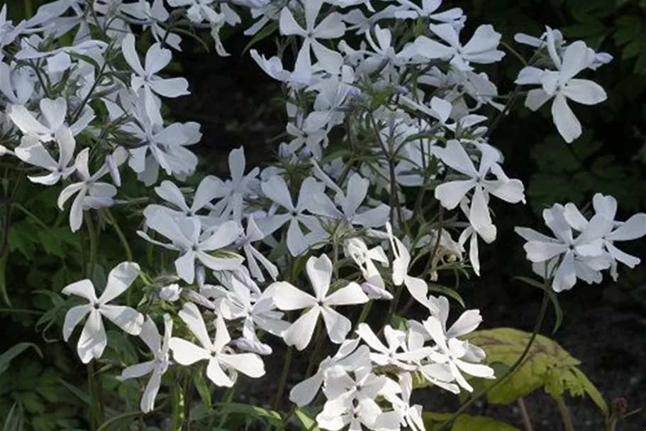 Kanadische Wald-Flammenblume 'White Perfume' 9 x 9 cm Topf 0,5 Liter