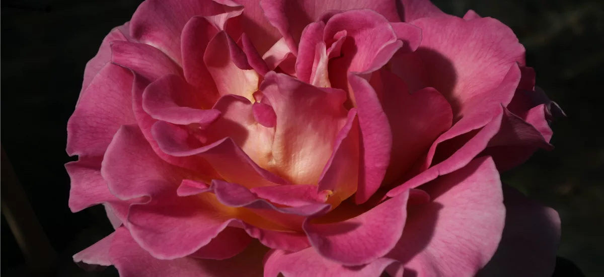 Edelrose 'Pink Paradise'® ADR 6 Liter Topf