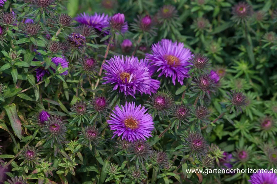 RaublattAster 'Purple Dome' online kaufen bei Olerum