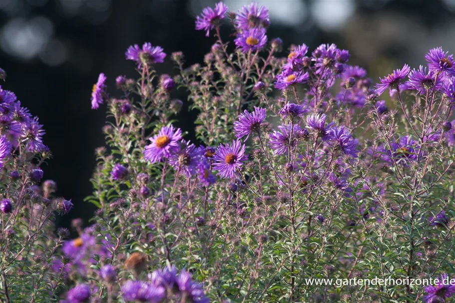 Raublatt-Aster 'W. Bowmann' 9 x 9 cm Topf 0,5 Liter