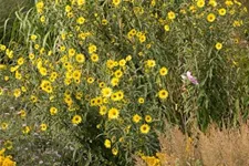 Riesen Sonnenblume 'Simon Wiesenthal' 1 Liter Topf