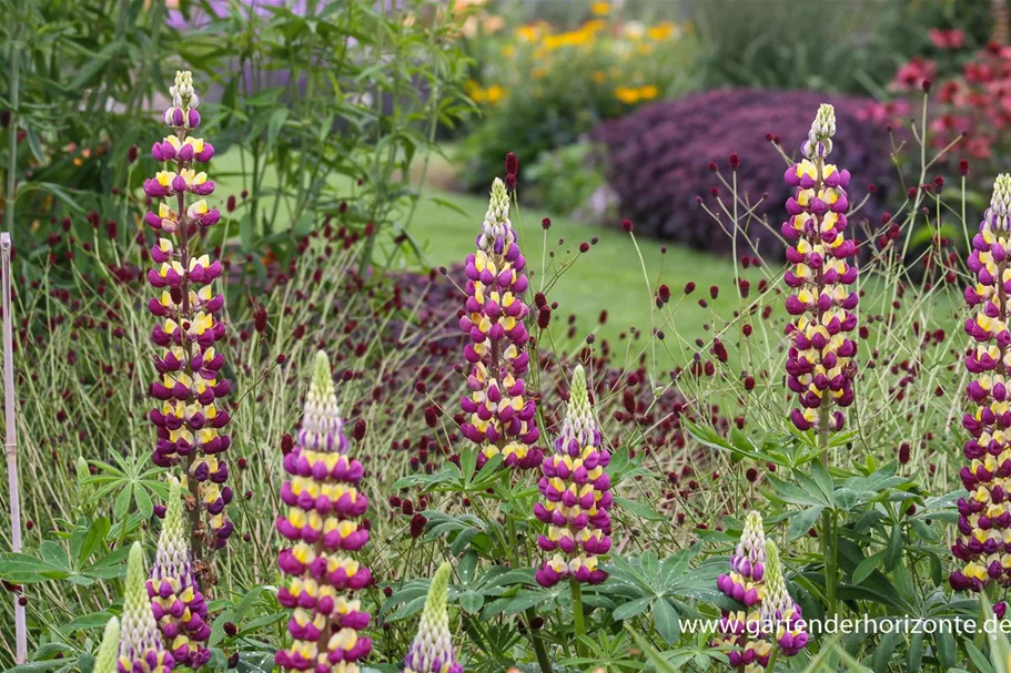 Westcountry Lupine 'Manhattan Lights' 1,3 Liter Topf