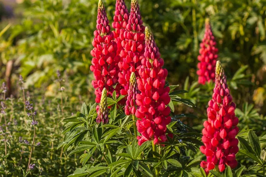 Westcountry Lupine 'Red Rum' 1 Liter Topf