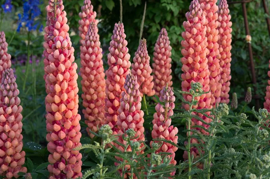 Westcountry Lupine 'Salmon Star' 1,3 Liter Topf