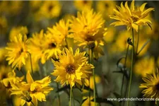 Stauden-Sonnenblume 'Monarch' 1 Liter Topf