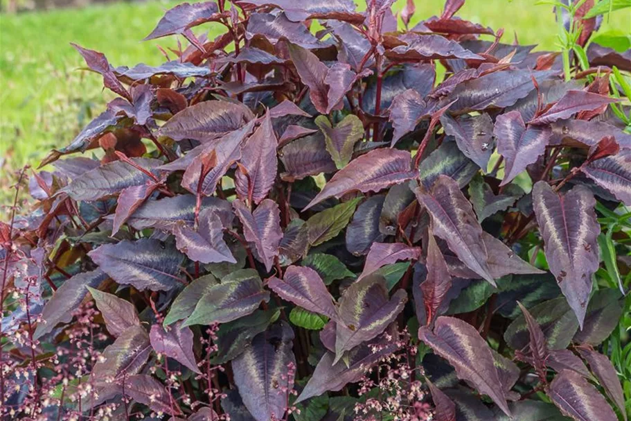 Rotblättriger Knöterich 'Red Dragon' online kaufen bei Olerum