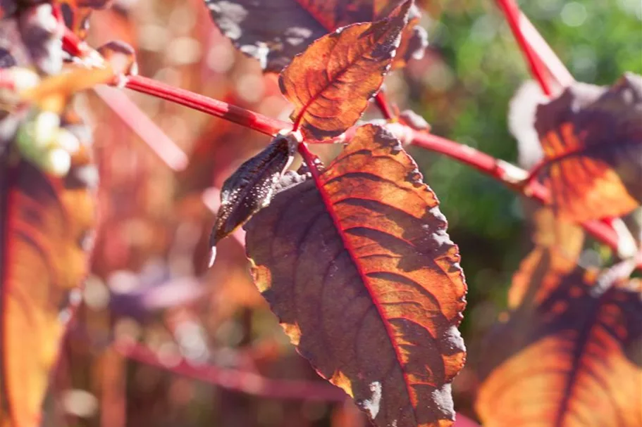Rotblättriger Knöterich 'Red Dragon' online kaufen bei Olerum