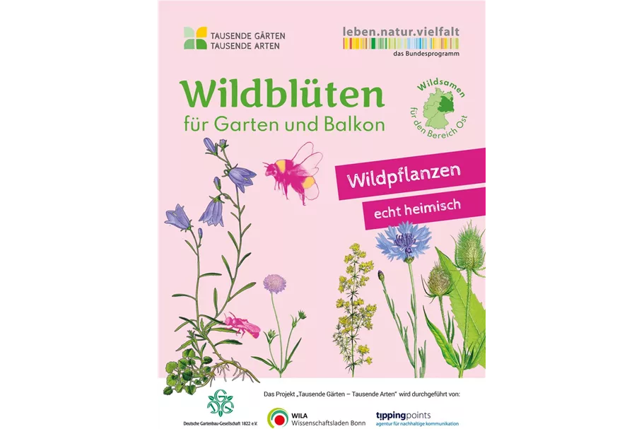 Wildblüten für Garten und Balkon 2 m² 4g - Region Ost