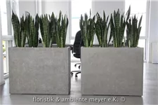 DIVISION PLUS Raumteiler 100x35/80 cm, natur-beton (X=ohne Rollenaufnahme)