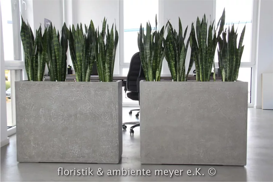 DIVISION PLUS Raumteiler 100x35/80 cm, natur-beton