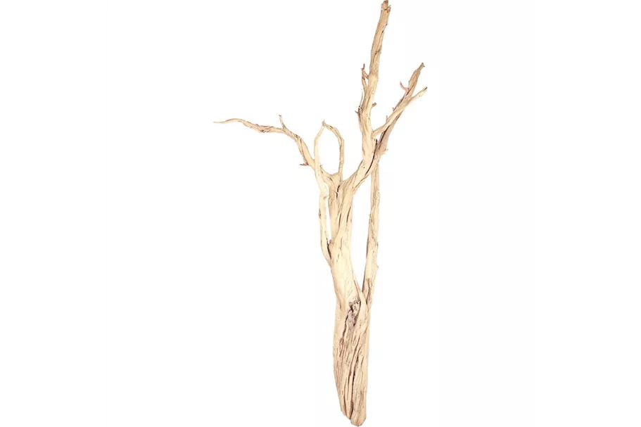 fleur ami Ghostwood sandgestrahlt, verzweigt, 90-100 cm