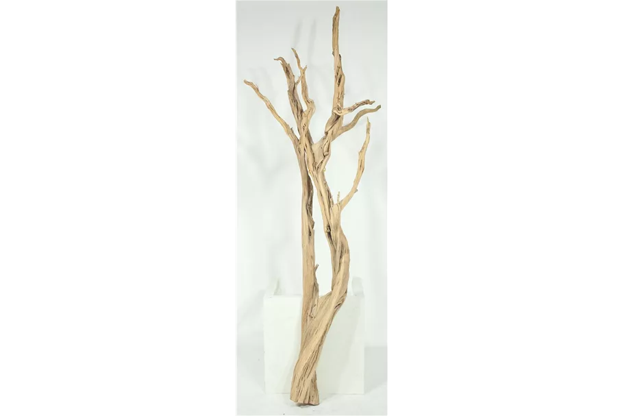 fleur ami Ghostwood sandgestrahlt, verzweigt, 90-100 cm