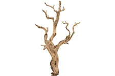 Ghostwood sandgestrahlt, verzweigt, 120-140 cm